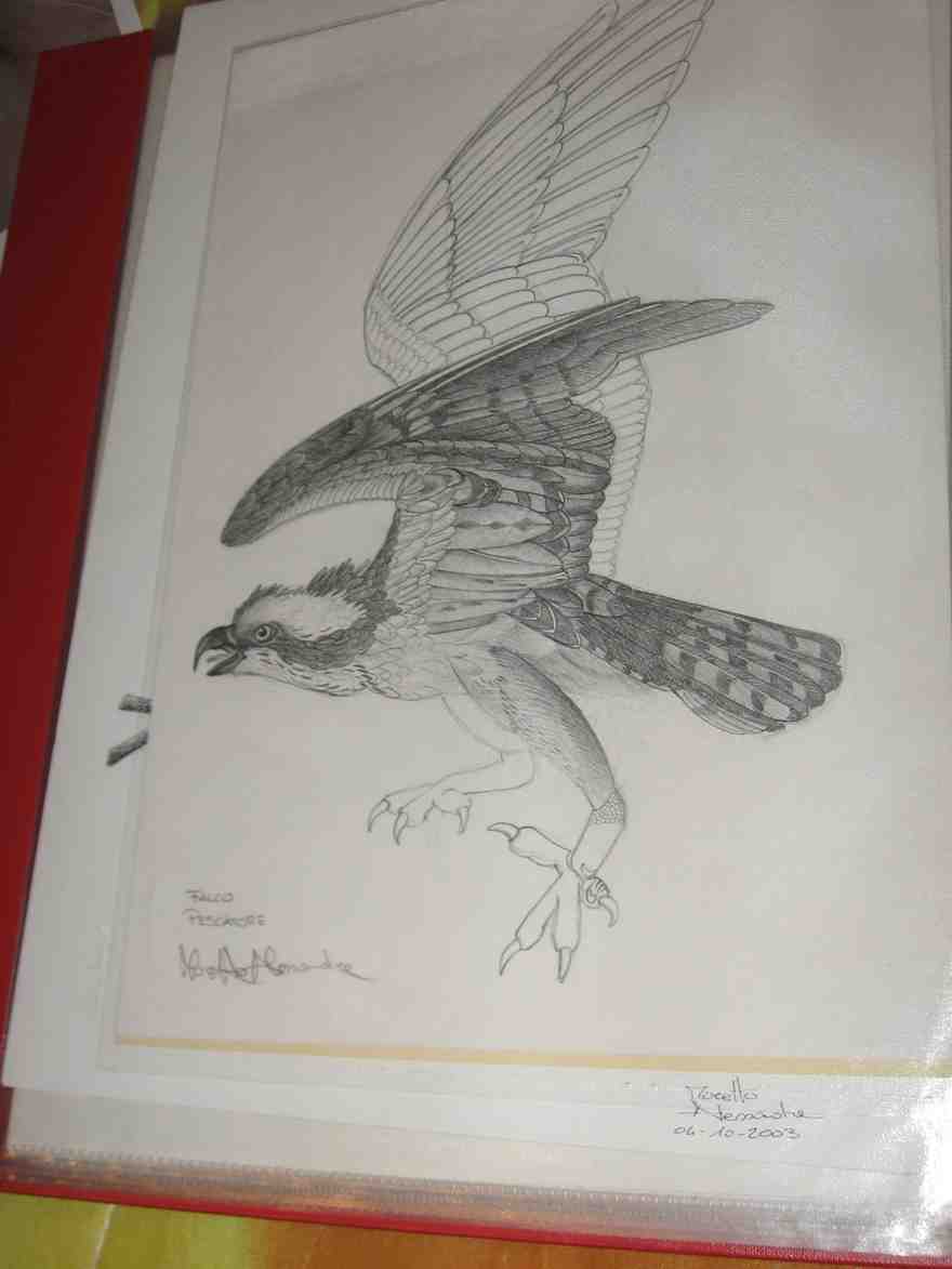 altri disegni di animali